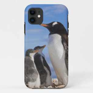 Coque Case-Mate Pour iPhone Antarctique, Anse Neko (Port). Manchot gentoo 2