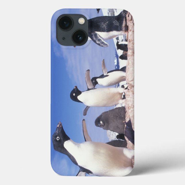 Coques Case-Mate iPhone Antarctique, Manchot Adélie Pygoscelis (Verso)