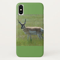 Antilope d'Amérique A36
