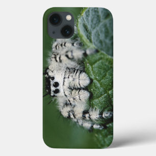Coques Pour iPhone Araignée sauteuse Metaphid
