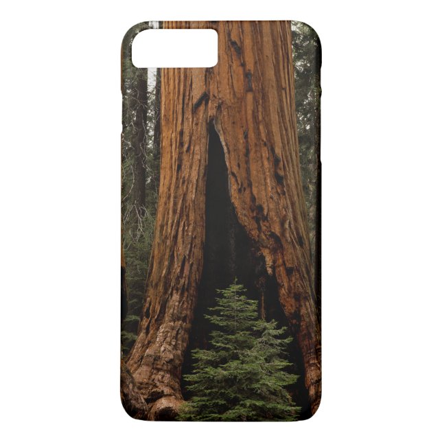 Coques Case-Mate iPhone Arbres de séquoia, Parc national de Sequoia. (Dos)