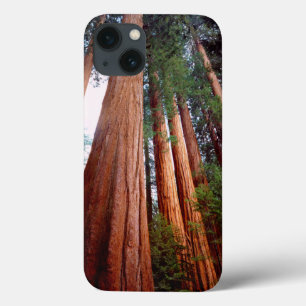 iPhone 13 Coque Arbres séquoias géants à feuilles rouges de vieill