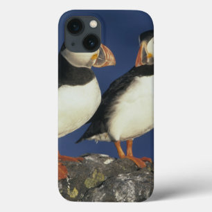 Coque Case-Mate iPhone Arctica de macareux atlantique, de Fratercula),