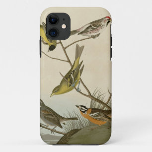 Coque iPhone 11 Arkansaw Siskin, Rouge-scrutin farineux, Tanager