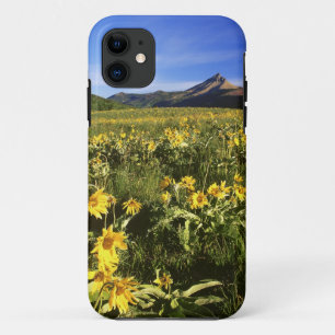 Coque Case-Mate iPhone Arrowleaf balsomroot couvre la prairie avec