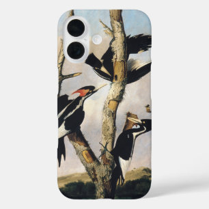 Coque Pour iPhone 16 Art Audubon vintage Pic à bec ivoire