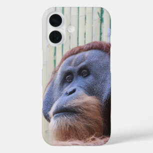 Coque Pour iPhone 16 Assis Orang Utan...