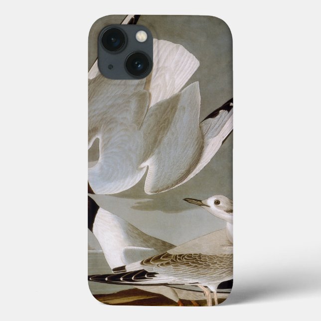 Coques Case-Mate iPhone Audubon: Bonaparte's Gull (Verso)