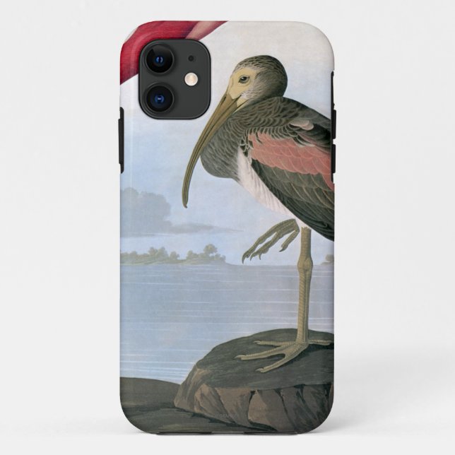 Coques Case-Mate iPhone Audubon : Écarlate IBIS (Dos)