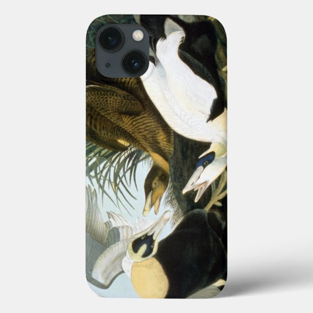 Coques Case-Mate iPhone Audubon : Eider Duck (Verso)