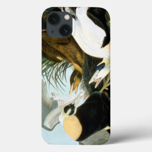 iPhone 13 Coque Audubon : Eider Duck