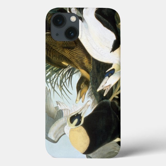 Coques Case-Mate iPhone Audubon : Eider Duck (Verso)
