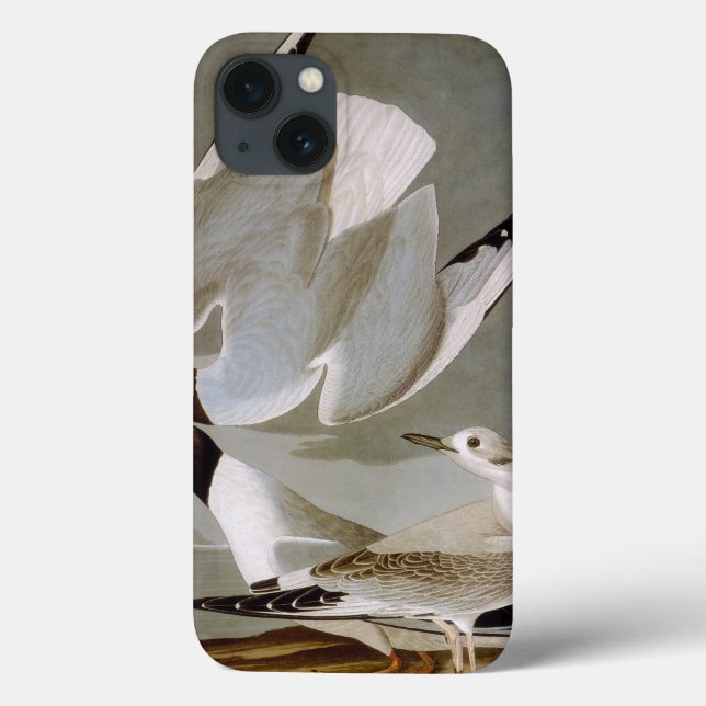 Coques Case-Mate iPhone Audubon : Goéland de Bonaparte (Verso)
