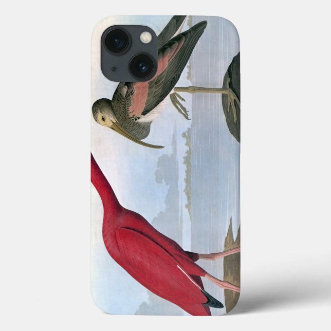 Coques Case-Mate iPhone Audubon : Ibis écarlate (Verso)