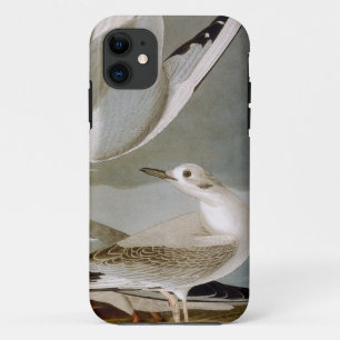 Coque iPhone 11 Audubon : La mouette de Bonaparte