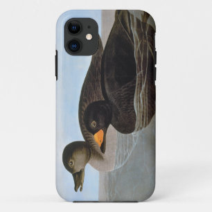 Coque Case-Mate Pour iPhone Audubon : Macreuse noire