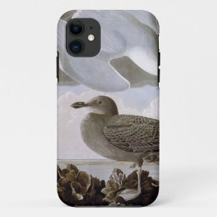 Coques Pour iPhone Audubon : Mouette d'harengs