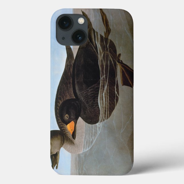 Coques Case-Mate iPhone Audubon : Scoter noir (Verso)