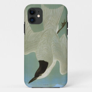 Coque Case-Mate iPhone Audubon : Sterne Mouette-Affichée