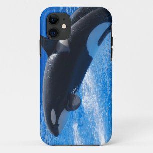Coque iPhone 11 Baleine sautante d'orque
