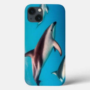 Coques Pour iPhone Banc de dauphins obscurs au large de Kaikoura