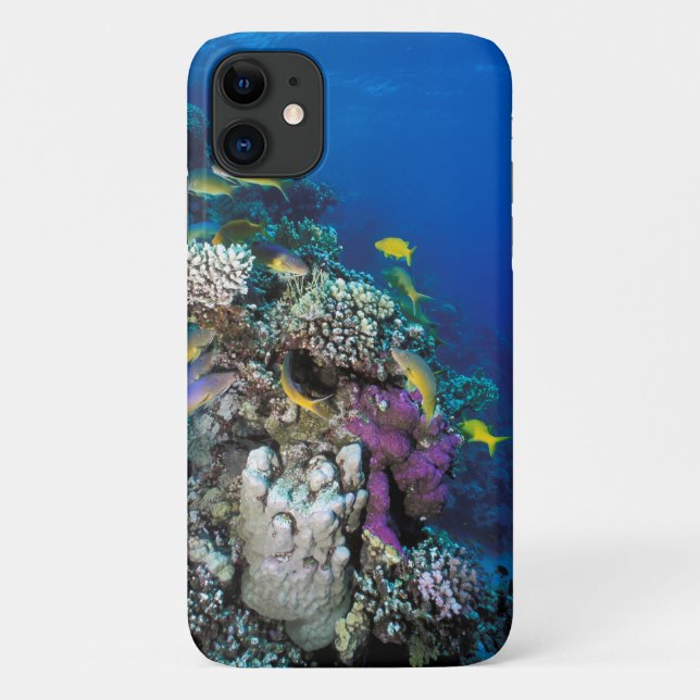 Coques Case-Mate iPhone Banc de rougets autour d'un petit corail (Dos)