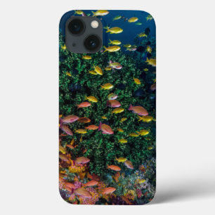 Etui iPhone Case-Mate Bancs de poissons nagent dans le récif
