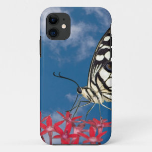Coque iPhone 11 Beau Papillon
