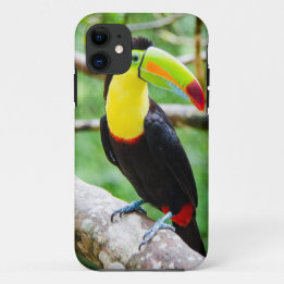Coques Pour iPhone Beau toucan