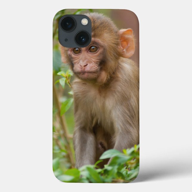 Coques Case-Mate iPhone Bébé Macaque Rhésus, Temple du Singe, Jaipur (Verso)