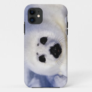 Coques Pour iPhone Bébé phoque à harpe glace golfe du Saint-Laurent,