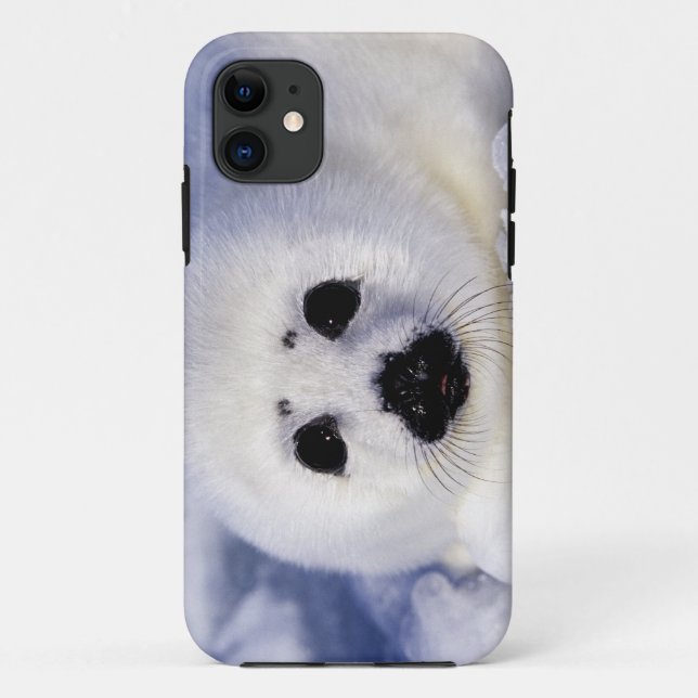 Coques Case-Mate iPhone Bébé phoque à harpe glace golfe du Saint-Laurent, (Dos)