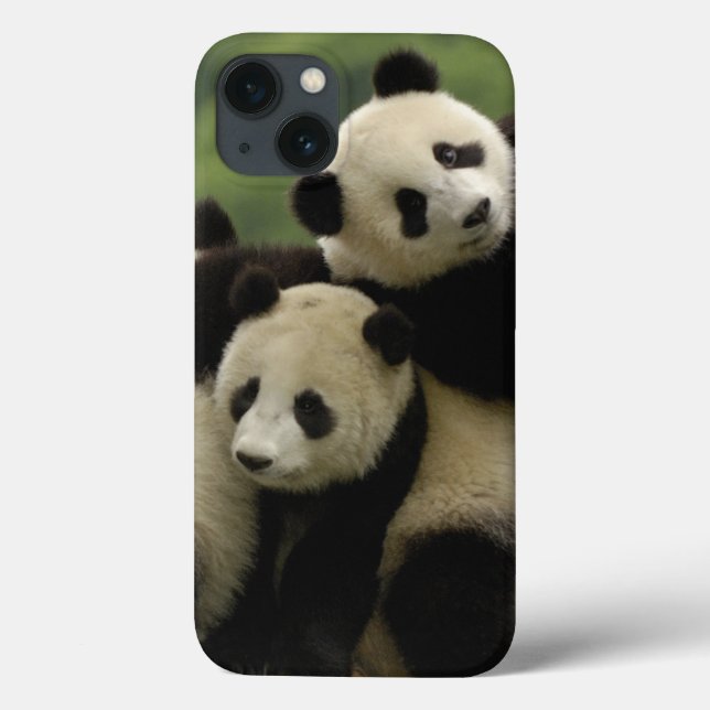 Coques Case-Mate iPhone Bébés de panda géant (Ailuropoda melanoleuca) (Verso)