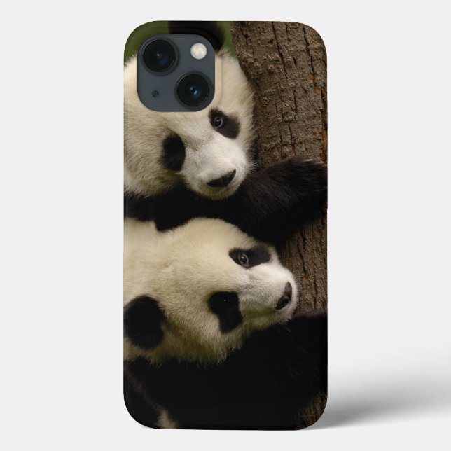 Coques Case-Mate iPhone Bébés de panda géant (Ailuropoda melanoleuca) 2 (Verso)