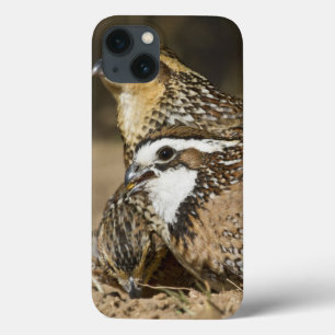 iPhone 13 Case Bébés du nord de cailles à l'étang pour la boisson
