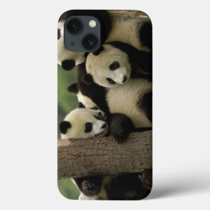 iPhone 13 Coque Bébés pandas géants Ailuropoda melanoleuca)
