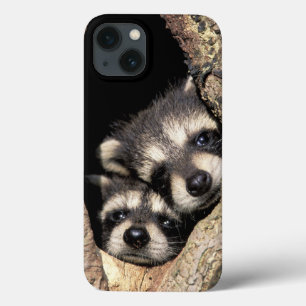 Coques Pour iPhone Bébés ratons laveurs dans la cavité d'un arbre Pro