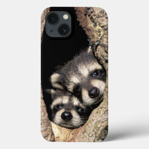 iPhone 13 Coque Bébés ratons laveurs dans la cavité d'un arbre Pro