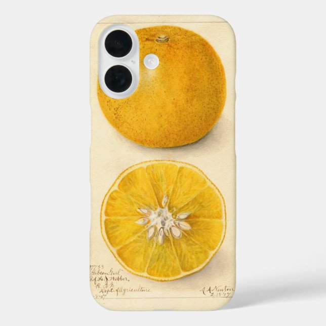 Coques Case-Mate iPhone Belle Oeuvre Orange (Verso)