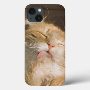 Coque Case-Mate iPhone Belle Preening Maine Coon Cat Gros plan Photo