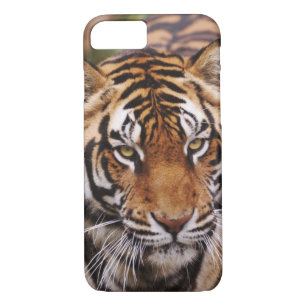 Case-Mate iPhone Case Bengal Tiger, Panthera tigris