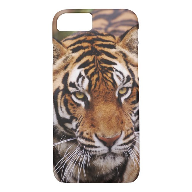 Coques Case-Mate iPhone Bengal Tiger, Panthera tigris (Dos)