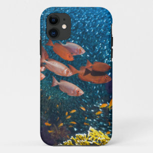 Coque iPhone 11 Bigeye ou Lunette-Oeil du paysage de récif