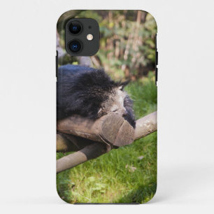 Coques Pour iPhone Binturong endormi
