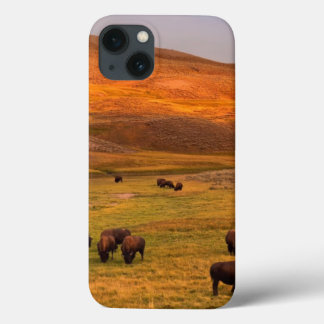 Coques Pour iPhone Bison frôlant sur la colline à la vallée de Hayden