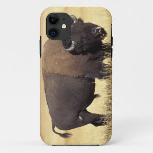 Coques Pour iPhone Bison mâle dans le parc national de Yellowstone