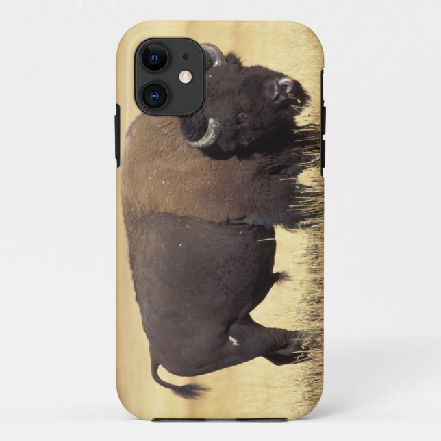 Coques Case-Mate iPhone Bison mâle dans le parc national de Yellowstone (Dos)