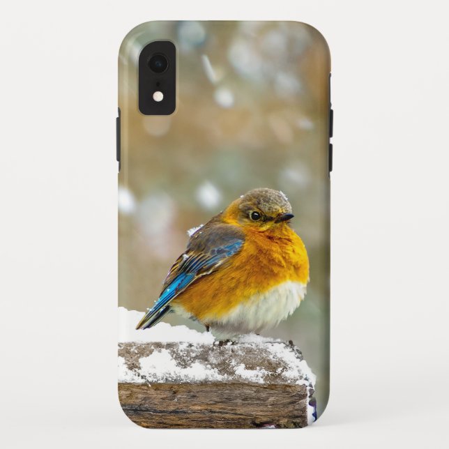 Coques Case-Mate iPhone Bleuet de l'Est en neige - Photo originale (Dos)