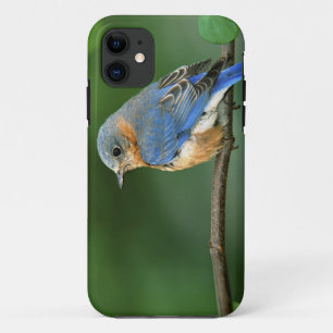 Coque Case-Mate Pour iPhone Bleuet de l'Est femelle, Sialia sialis