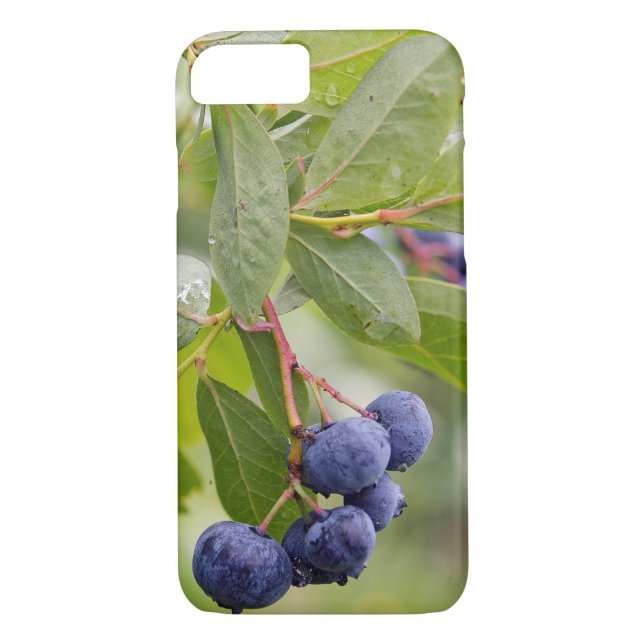 Coques Case-Mate iPhone bleuets sur la brousse (Dos)